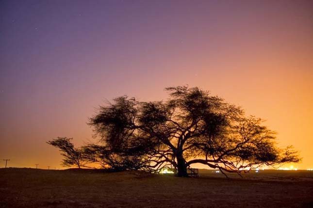 A bahreini sivatagban él egy 400 éves fa
