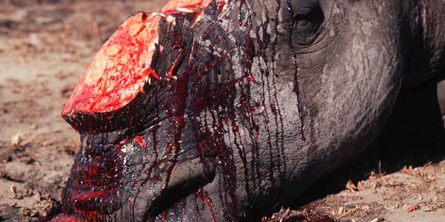 A nyugati fekete rinocérosz kihalt!