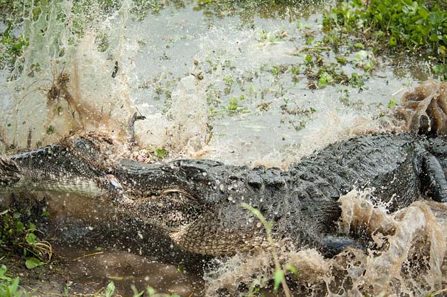 Alligator fight grisly end