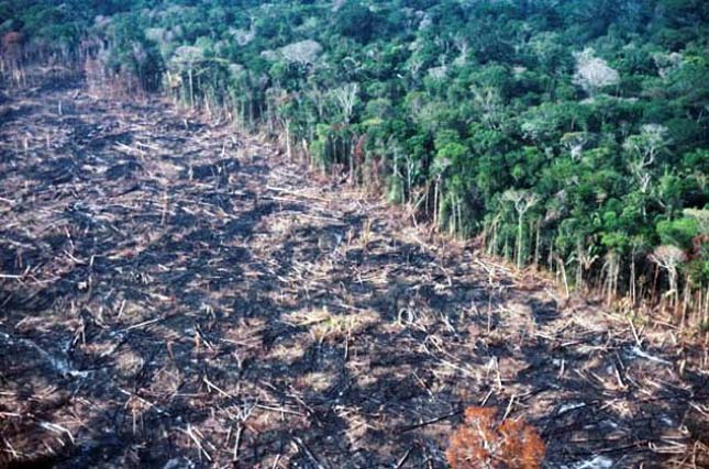 Rain Forest In Brazil Are Cleared And Burned By Settlers For Farmland