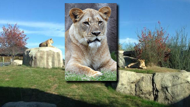 Dallas-Zoo-Lions-111813