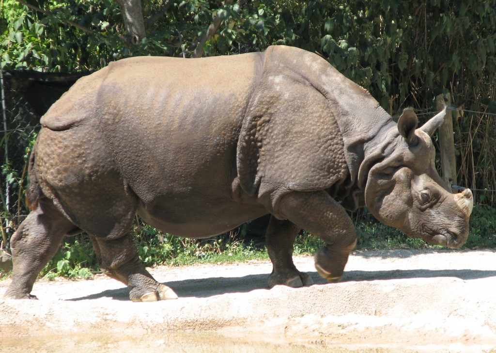 Indian_Rhino_001