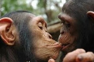 Monkey-kiss