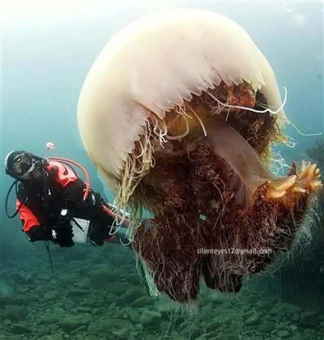 Nomura medúza