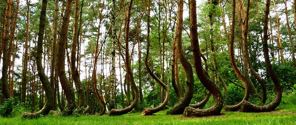 A lengyel görbe erdő rejtélye