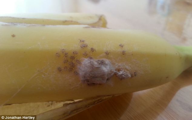 Gyilkos pókok szaladgáltak a boltban vett banánon – fotó