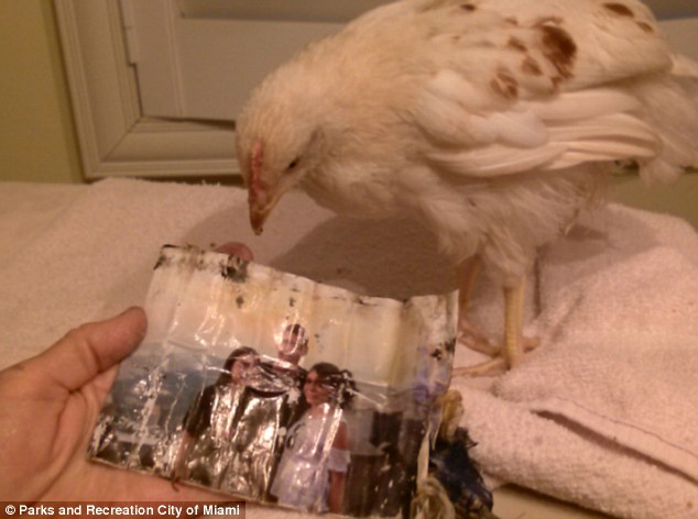 Sötét vallási rituálé áldozata lett a csirke? Bizarr tárgyakat találtak az állatban! Sokkoló képek 