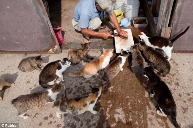 Egy japán halászfalu, ahol szinte csak macskák élnek