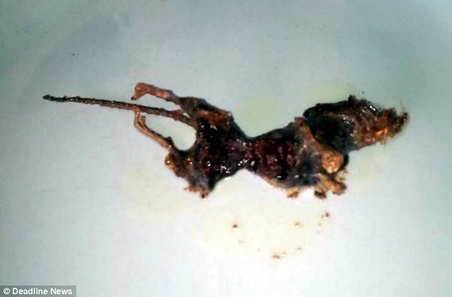 A férfi a Tescoban vett fagyasztott rákok között egy döglött egeret talált 
