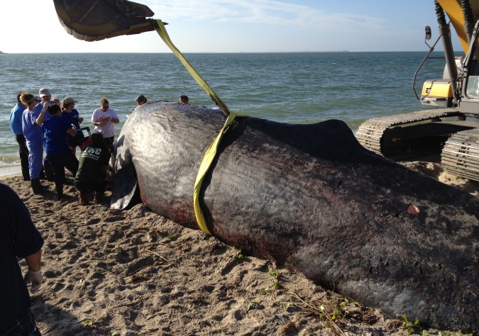 Kegyes halálban részesítették a partra vetődött bálnát – képek és videó