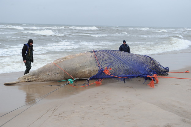 Kacsacsőrű bálna teteme sodródott partra Lengyelországban - fotók