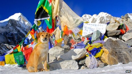 Kutya mászta meg a Mount Everestet