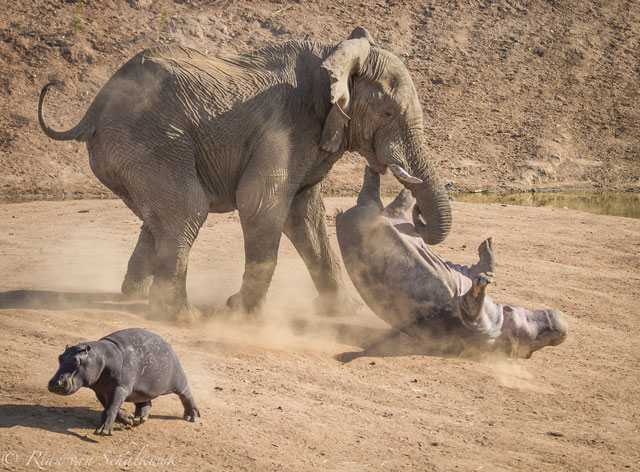 A dühös elefánt ormányával dobálgatja a kifejlett vízilovat – egyedülálló fotósorozat