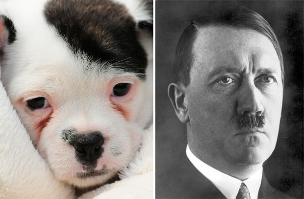 Bizarr! Hitlerre hasonlít egy kiskutya – fotók