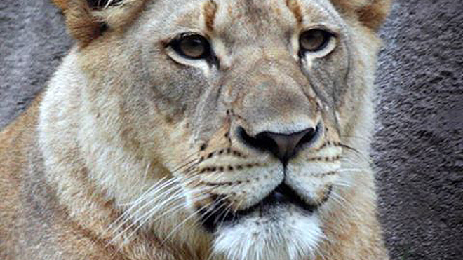 Horror! Látogatók előtt sebezte halálra párját a hím oroszlán – videó