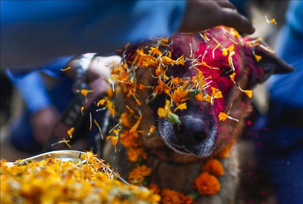 Így ünneplik a kutyákat Nepálban - fotók