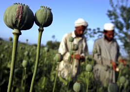 Évtizedes rekordot döntött az ópiumtermelés Afganisztánban