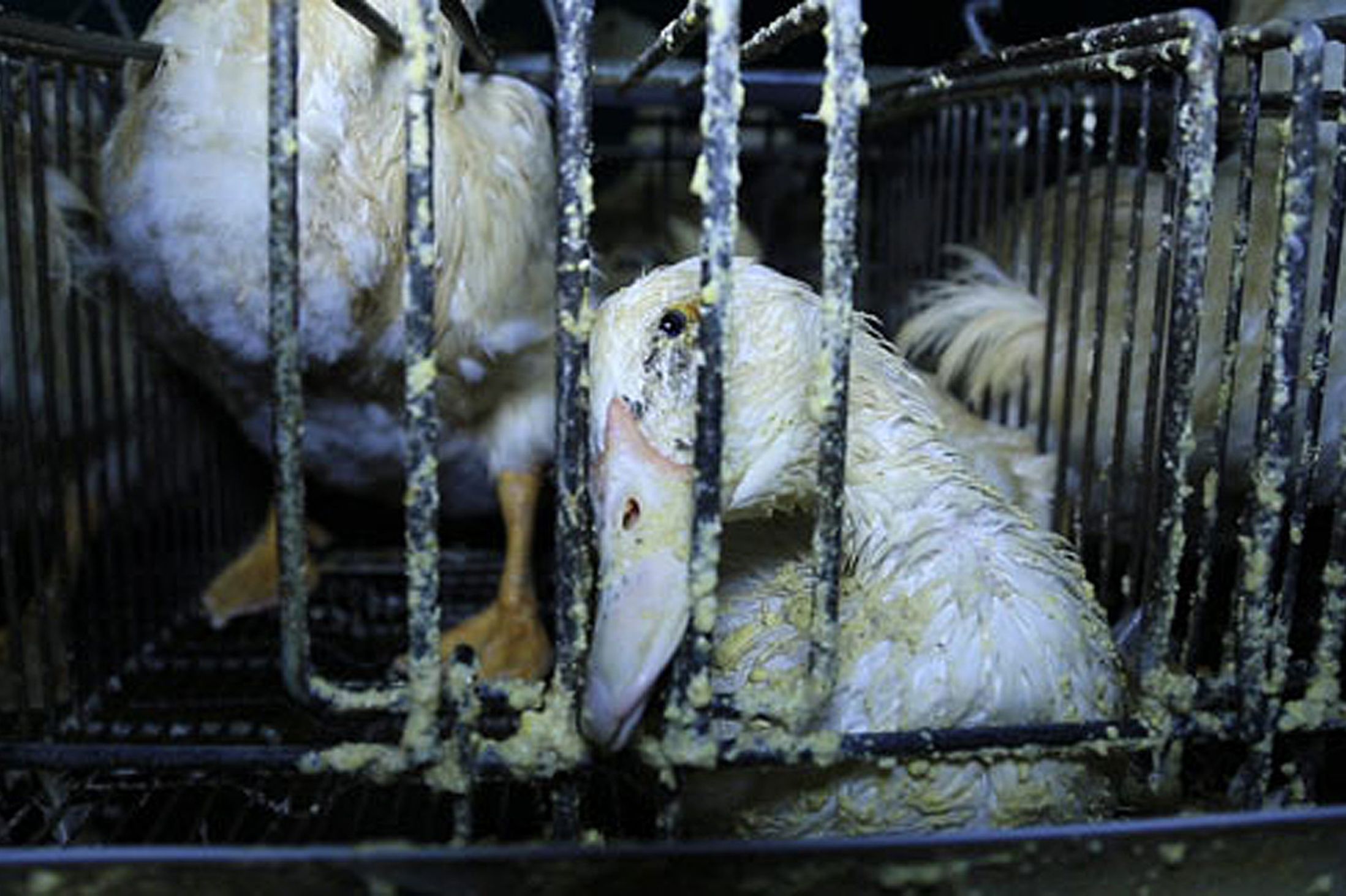 A pokol farmja: innen került a libamáj Gordon Ramsay éttermeibe - sokkoló fotók és videó
