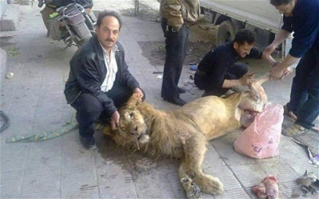 Éhező szíriai lázadók állatkerti oroszlánt öltek le és ettek meg - fotó