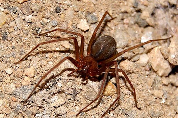 mediterranean-recluse-spider-MAIN-2799108