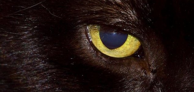 news-black-cat-eye