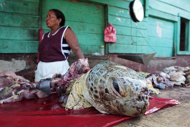 nicaraguai teknőshús