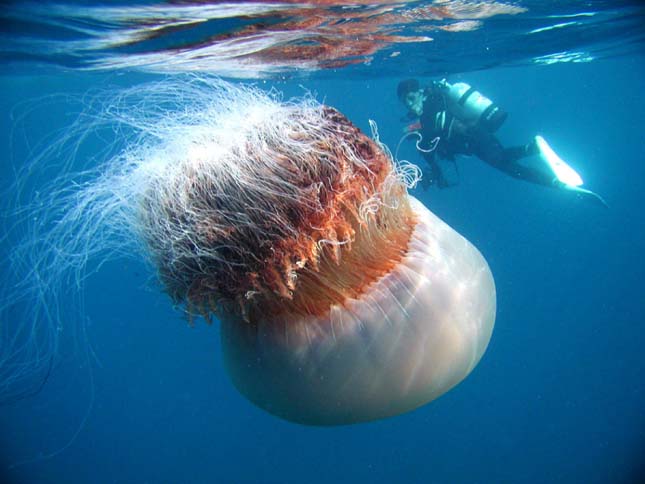 GIANT JELLYFISH DIVER
