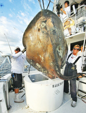 Bizarr tengeri teremtményt fogtak Florida partjainál