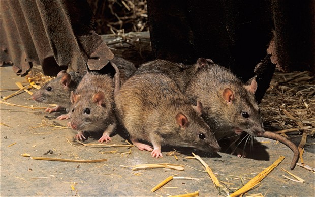 Mutáns patkányok terjednek Angliában