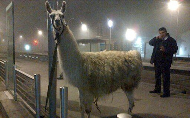 Cirkuszból lopott lámával buliztak részeg fiatalok  - fotó