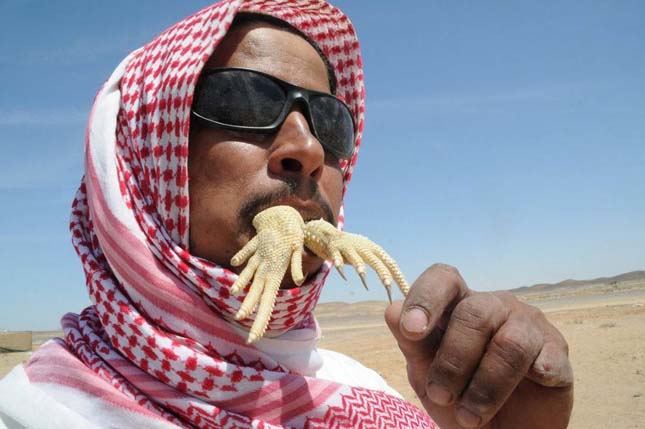 szaúd arábiai gyík