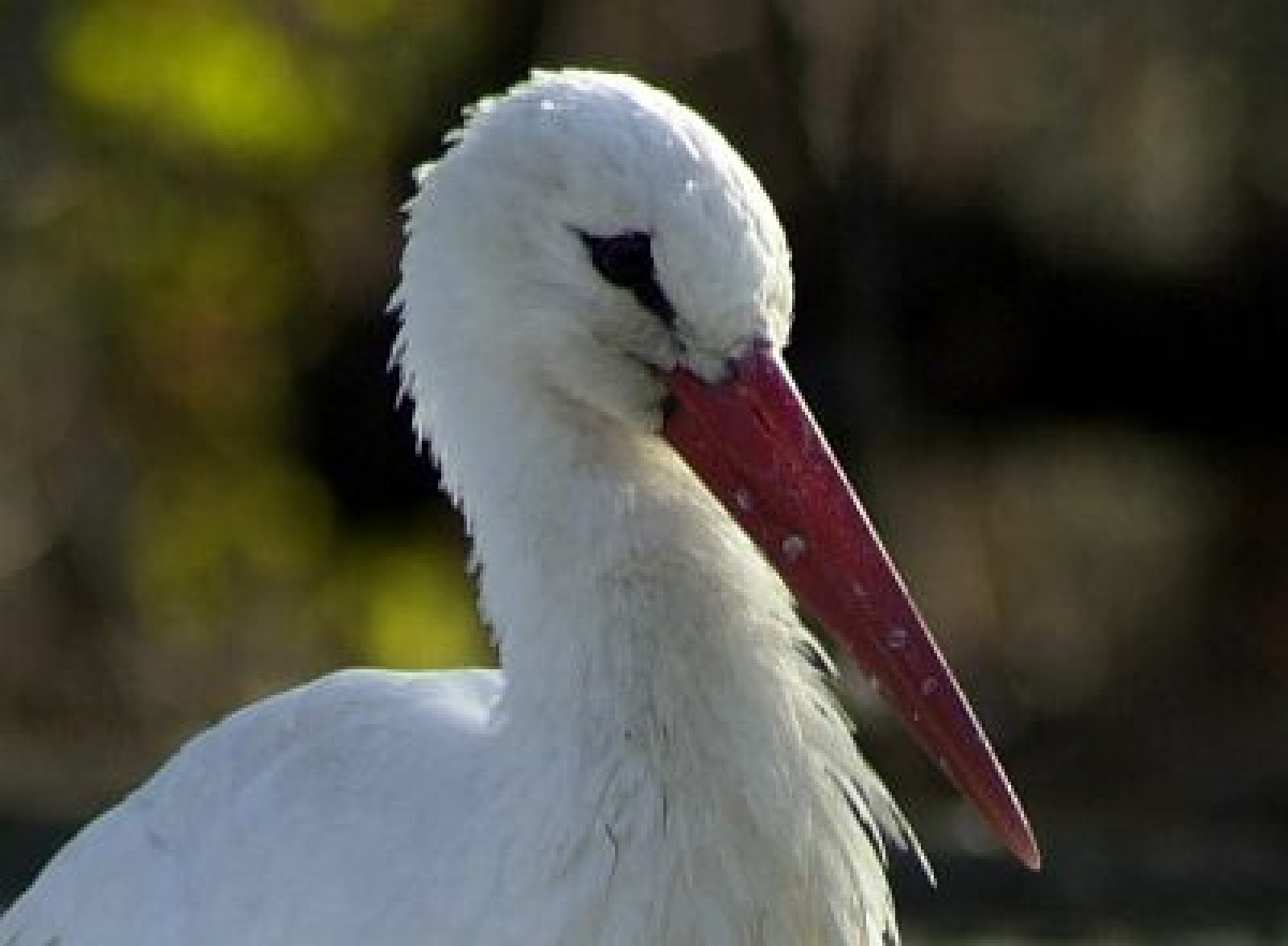 Átrepült az Egyenlítőn a jeladós fehér gólya