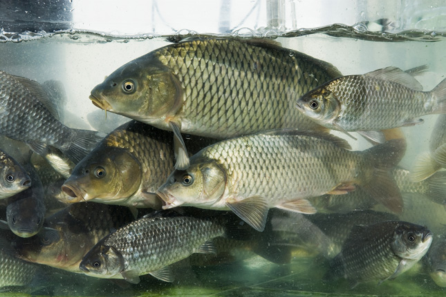 Négyszáz tonna hortobágyi hal talál gazdára decemberben
