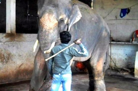 Sunder nevű elefánt megkínzása miatt háborog India – durva videó