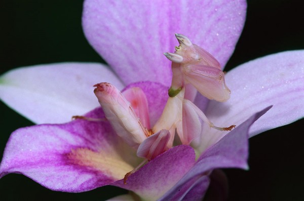 3-orchid-mantis-hymenopus-coronatus-thomas-marent