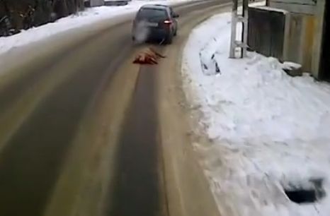 Kocsi mögé kötve húzták végig a leölt disznót a falun! – videó