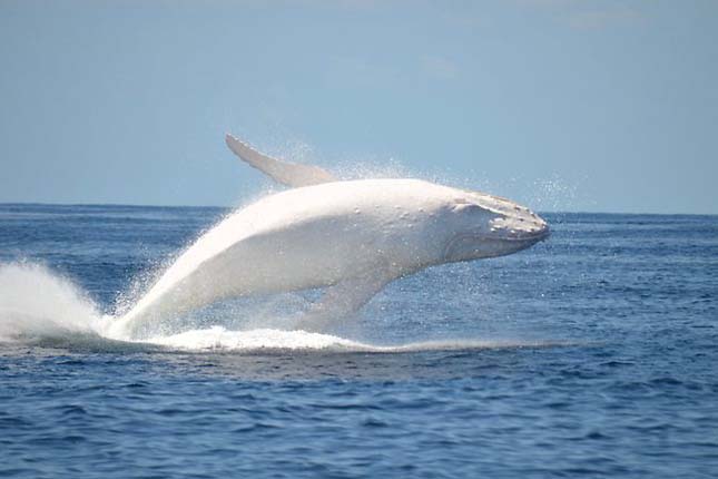 Migaloo bolygónk egyetlen albínó púpos bálnája