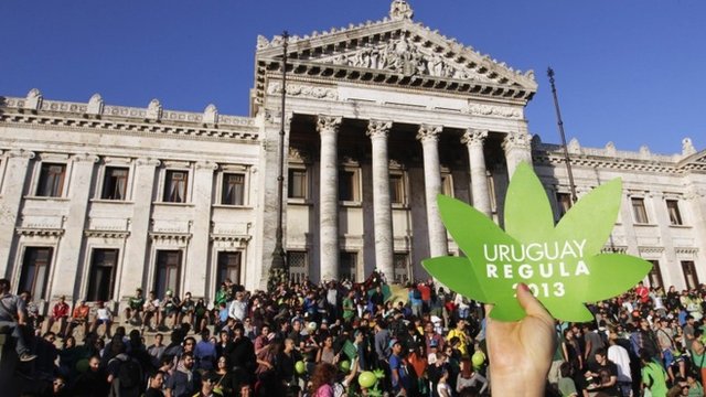 Uruguayban legalizálták a marihuána-termesztést