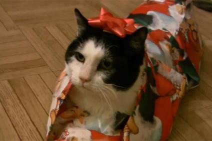 Így csomagoljunk be egy macskát karácsonyi ajándéknak - videók