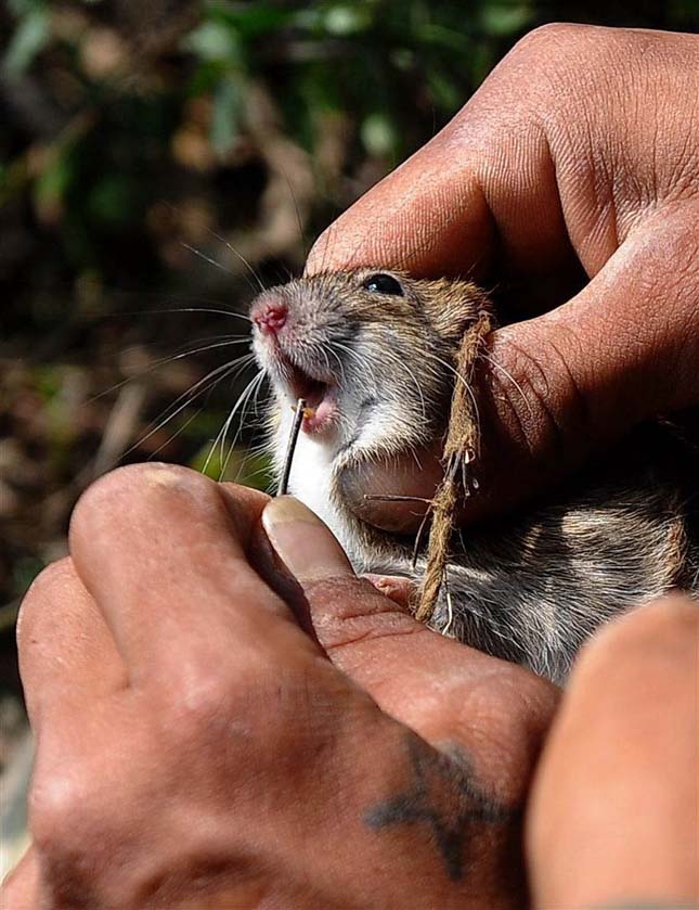 A sült patkány Vietnámban hagyományoknak örvend