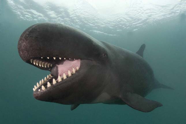 A-bálna-mosolya-az-egész-világot-elbűvölte 