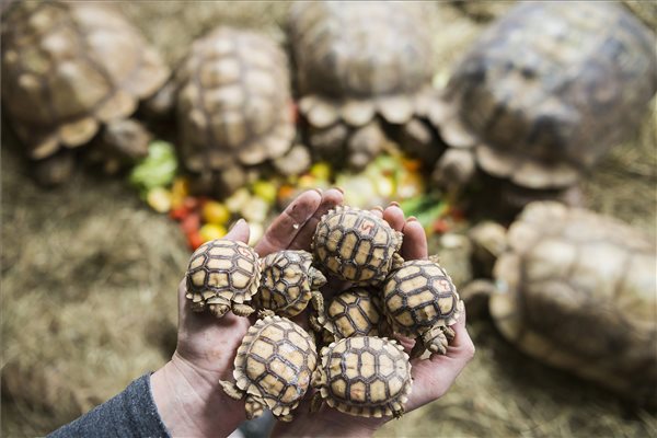 Három hetes sarkantyús teknősök a Nyíregyházi Állatparkba