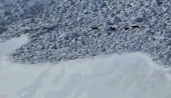 Mountain Goats Escape Avalanche in French Alps