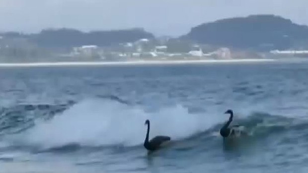 Szörföző hattyúk a tengeren! – videó