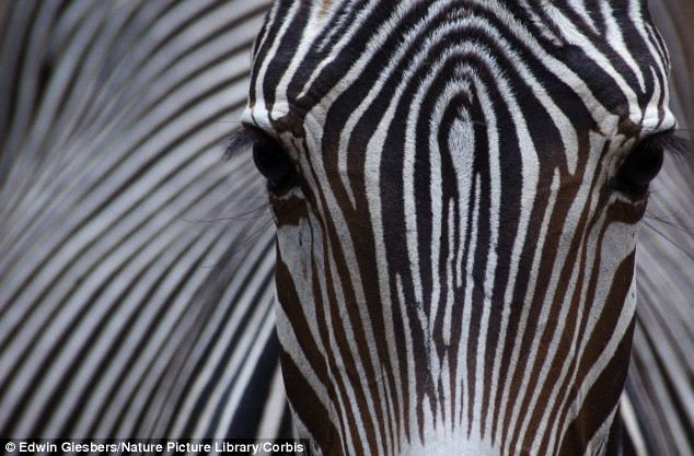 Miért csíkosak a zebrák? 