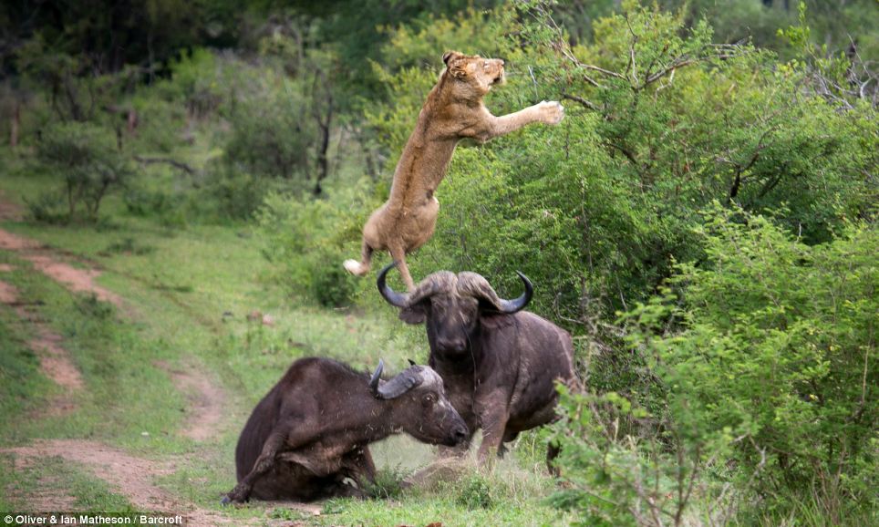 Levegőbe szaltóztatta az oroszlánt a társát mentő bivaly! – videó