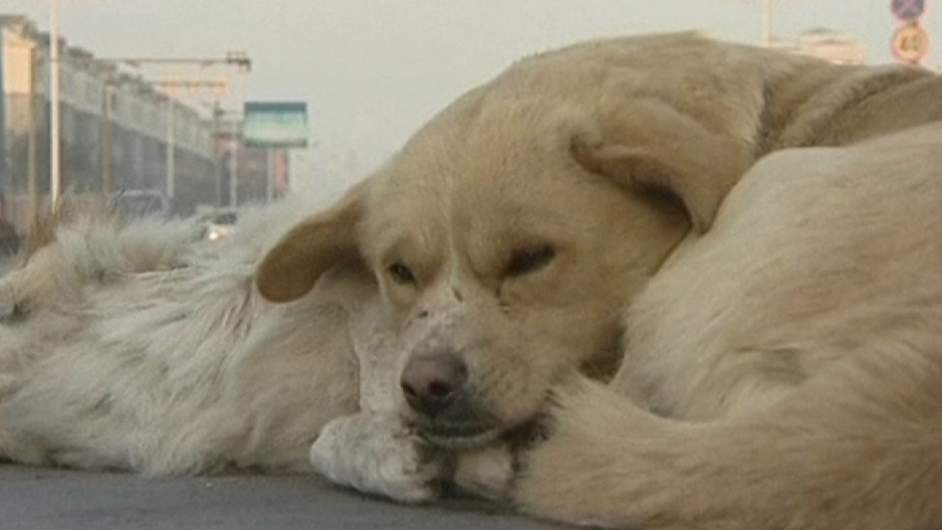 Halott társa mellett az úttesten virrasztott egész éjjel a kutyus! – videó