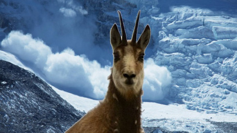 chamois-vs-avalanche-mountain-goats-outrunning-avalanche-in-the-alps-2