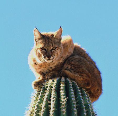 3 napig ült egy cica a 6 méteres kaktusz tetején – fotó