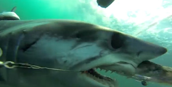 Ilyen amikor egy cápa ráharap a csalira! Videó